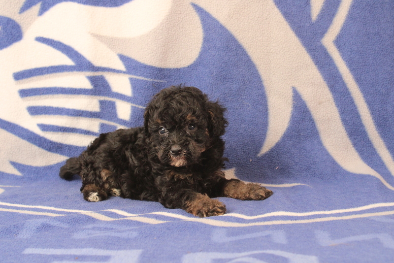 puppy, for, sale, Mini Bernedoodle F1, Matthew B. Stoltzfus, dog, breeder, Gap, PA, dog-breeder, puppy-for-sale, forsale, nearby, find, puppyfind, locator, puppylocator, aca